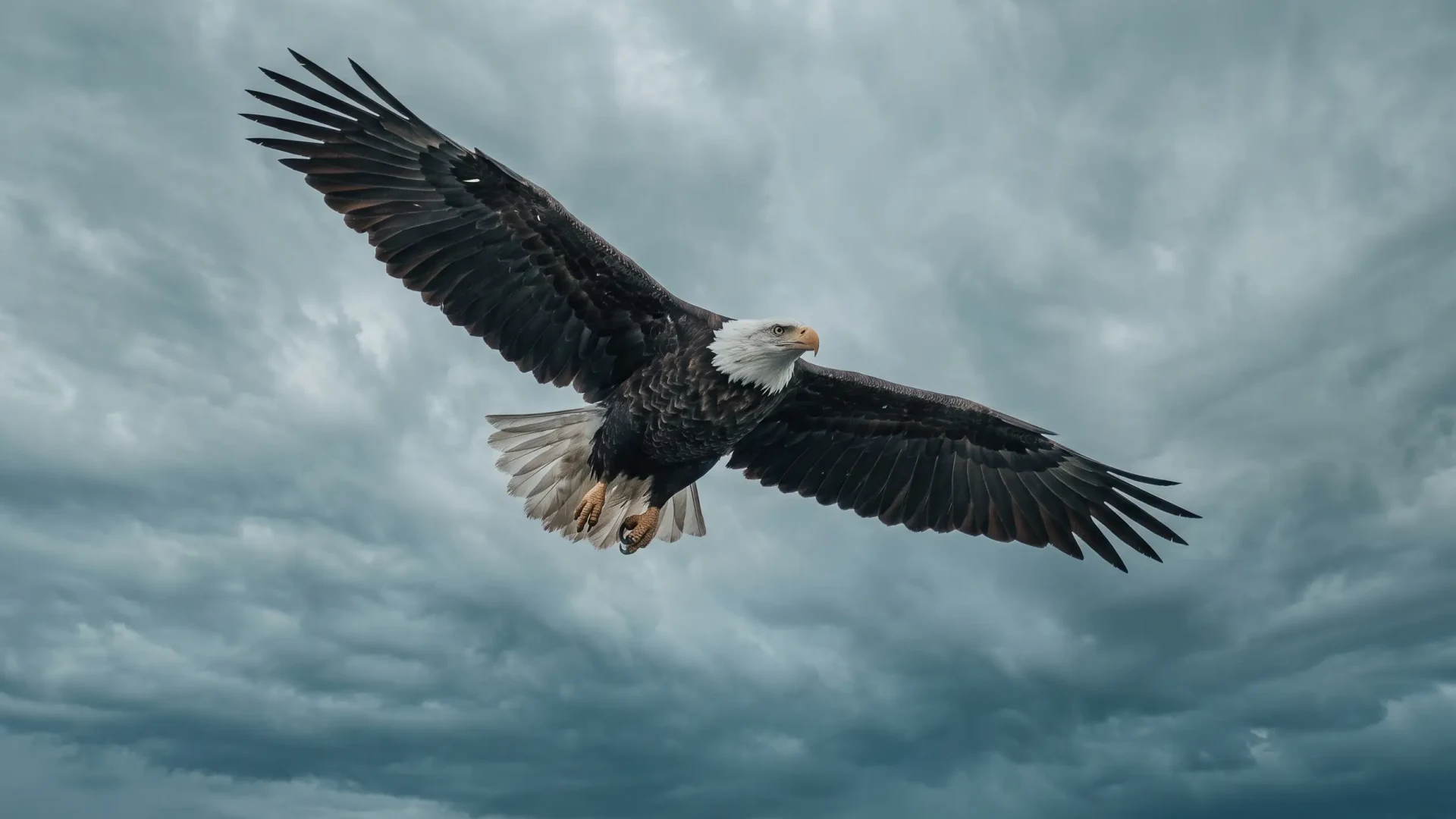 Ethan Vale wildlife landing page artwork showing an eagle in flight
